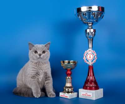   ' -' 30 -1  2013 90_best1_kitten_opp_sex_IMG_3503 copy.jpg
